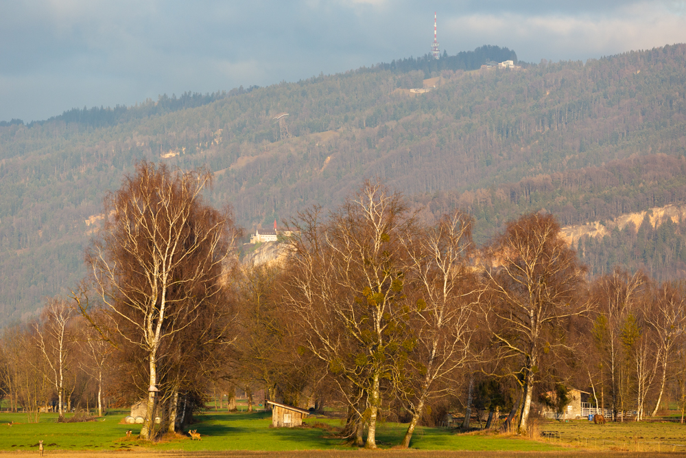Lauteracherried im Jänner 84